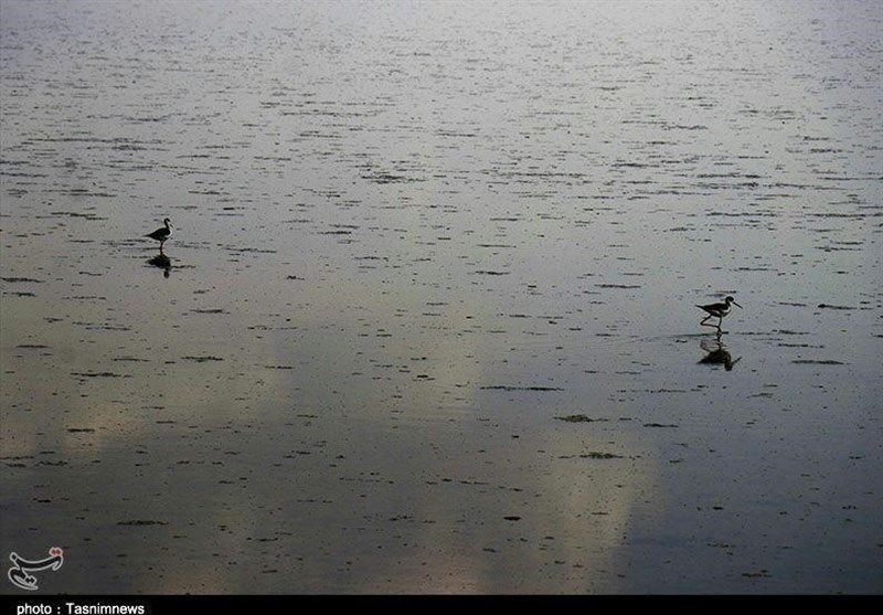 آبگیری 65 درصد تالاب کویری میقان