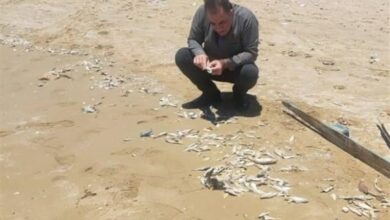 آثار آلودگی در تلفات ماهیان تلفشده گناوه مشاهده نشد