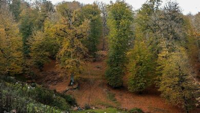 آفتکشی جنگلهای بلوط چگنی در انتظار بالگرد