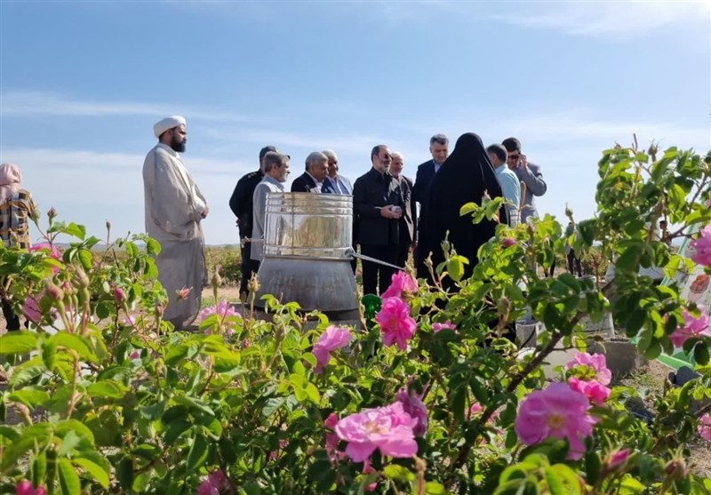 آیین شکرگزاری برداشت گلمحمدی در سربیشه برگزار شد