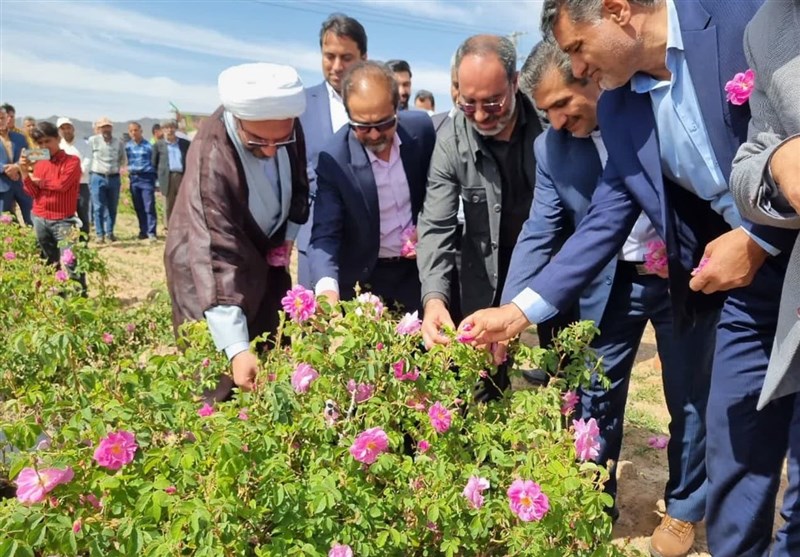 آیین شکرگزاری برداشت گلمحمدی در سربیشه برگزار شد