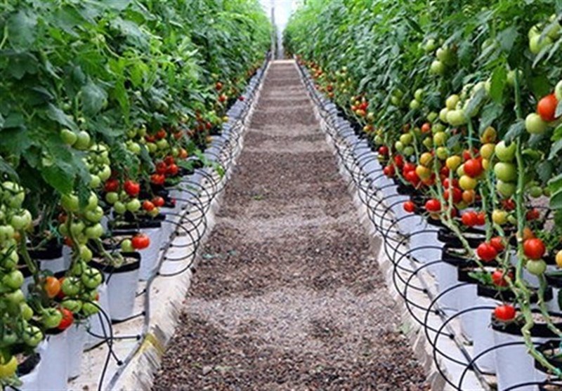 اشتغالزایی برای 25هزار نفر در مجتمعهای دامپروری و گلخانهای