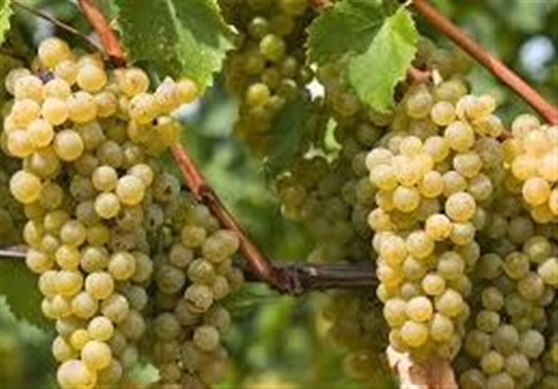 افزایش 3 برابری برداشت انگور در مشگینشهر