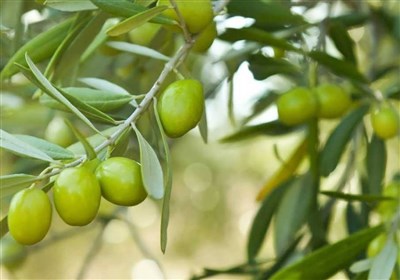 انعقاد قرار با روسها برای صادرات زیتون رودبار