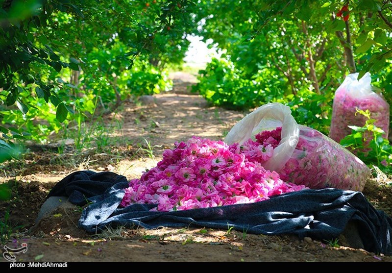 برداشت گل محمدی از گلستانهای کاشان + تصاویر