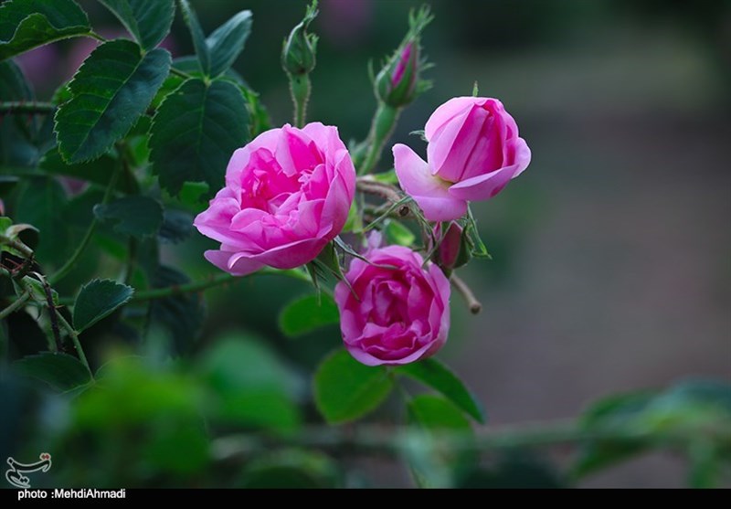 برداشت گل محمدی از گلستانهای کاشان + تصاویر