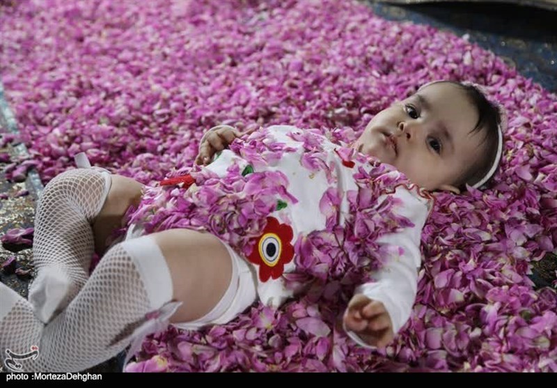 برگزاری آیین ملی گلغلتان در کاشان + تصویر