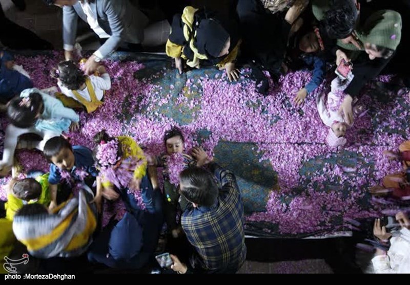 برگزاری آیین ملی گلغلتان در کاشان + تصویر