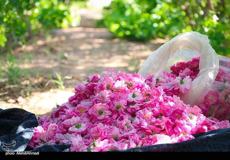 برگزاری رویداد ملی عطر و رایحه ایرانی در کاشان