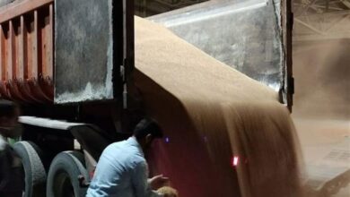 تعیین تکلیف 20 هزار تن ذرت و 7400 تن جو در معرض فساد