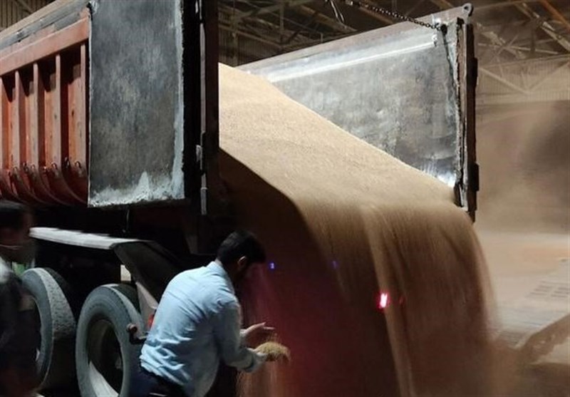 تعیین تکلیف 20 هزار تن ذرت و 7400 تن جو در معرض فساد