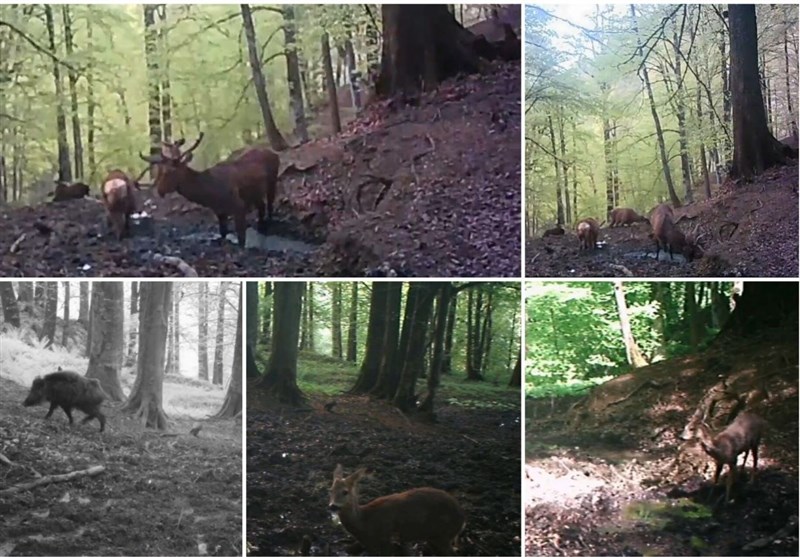 ثبت تصاویر زیبای حیات وحش گیلان + فیلم