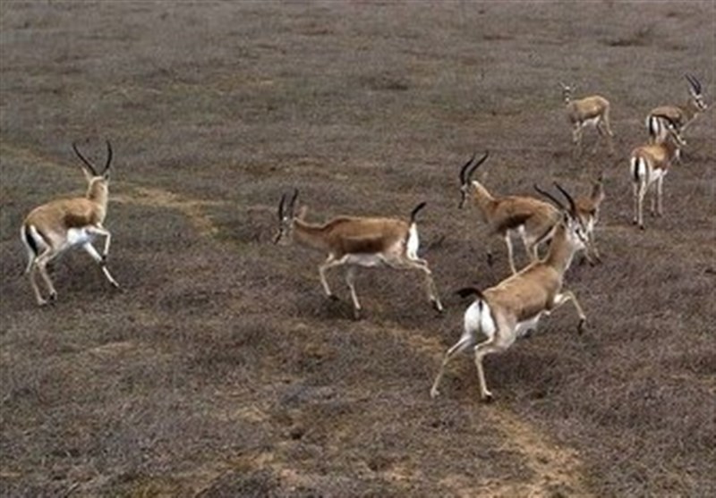 _حفاظت_ _و_ _صیانت_ _از_ _آهوی_ _مغان_ _با_ _حساسیت_ _و_ _دقت_ _انجام_ _می__شود_