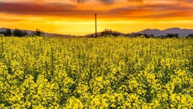 خرید دانههای روغنی منوط به ارائه ضمانت نامه محضری شد