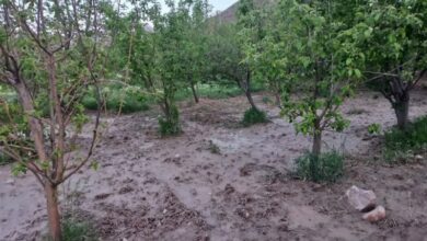 خسارت 760 میلیاردی سیل و تگرگ به کشاورزان نیشابوری