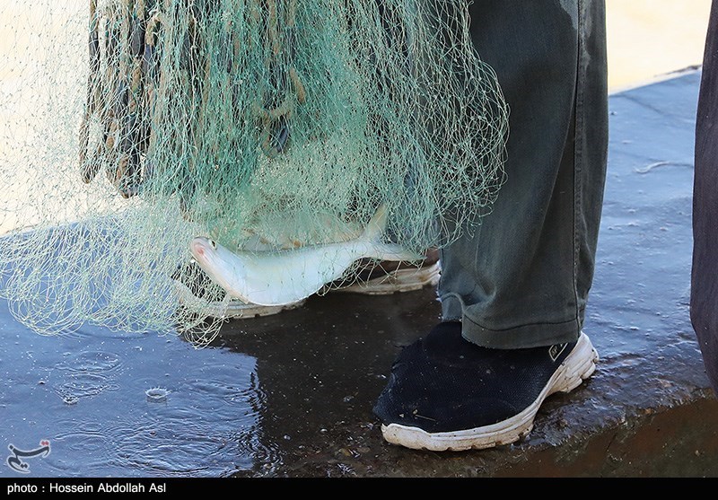 دستگیری متخلف فروش ماهی رودخانهای در چرداول