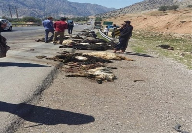 رعد و برق بلای جان دامهای عشایر در فارس شد