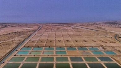 سایتهای پرورش میگو و ماهی استان بوشهر عاری از آلودگی است