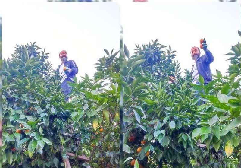 شناسنامهدار شدن تمام باغات مازندران تا پایان شهریور