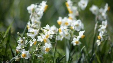 صادرات 17 میلیون شاخه گل نرگس از لرستان