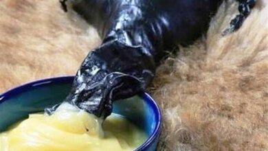 عشایر لرستان سالانه 17 تن روغن حیوانی تولید میکنند