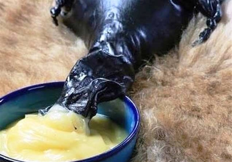 عشایر لرستان سالانه 17 تن روغن حیوانی تولید میکنند