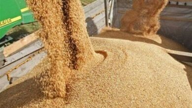 قیمت خرید تضمینی جو 10 هزار تومان شد