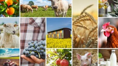 قیمتهای جهانی مواد غذایی به کدام سو میرود؟