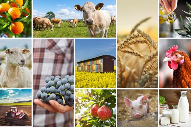 قیمتهای جهانی مواد غذایی به کدام سو میرود؟