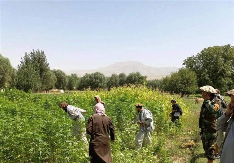 ماجرای بدخشان و هزینههای نخستین مبارزه جدی با کشت خشخاش