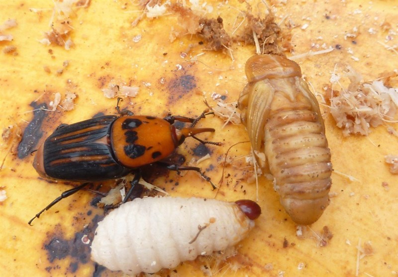 مبارزه با سوسک سرخرطومی در 700 هکتار نخیلات زاهدان