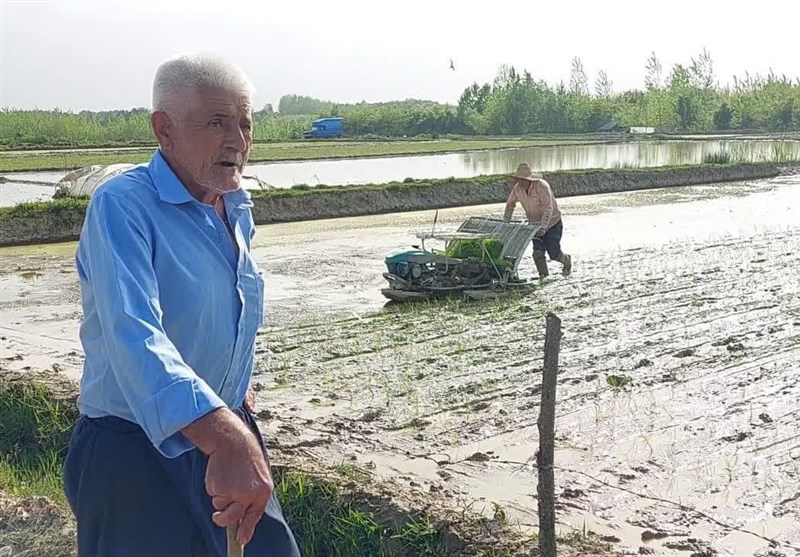 مرثیهای برای رنج شالیکاران گیلانی/ برنجی که فروش نمیرود