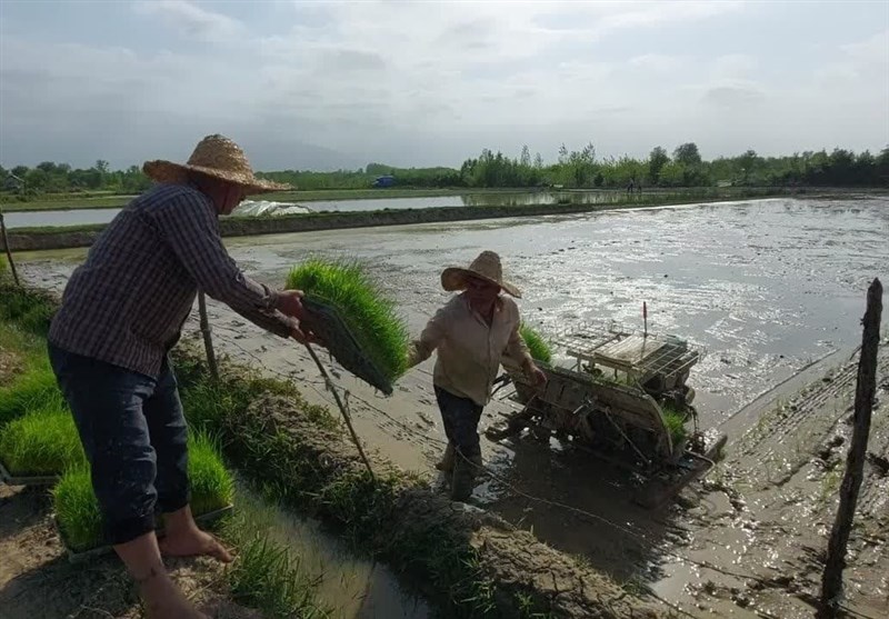 مرثیهای برای رنج شالیکاران گیلانی/ برنجی که فروش نمیرود