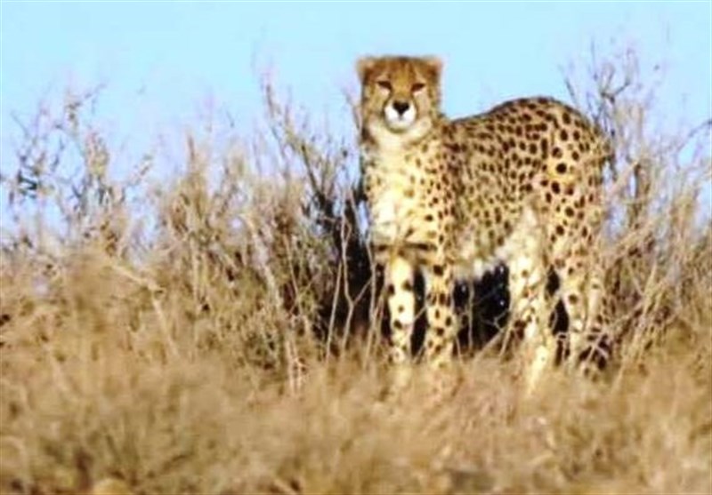 مشاهده یوزپلنگ آسیایی در طبس