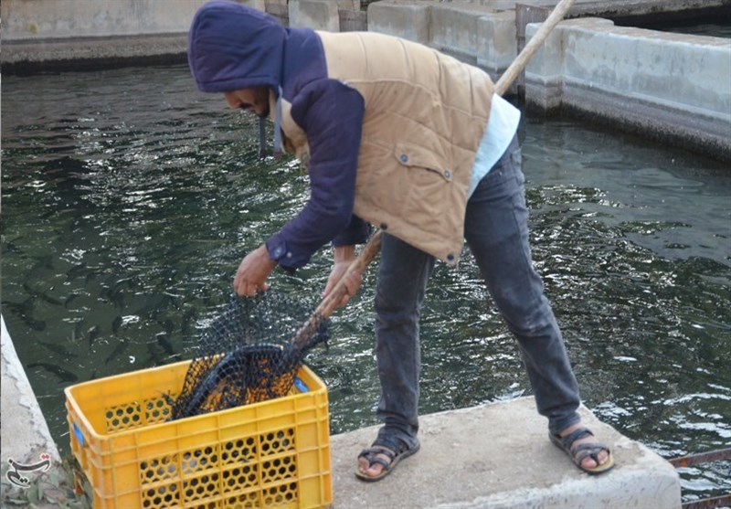 مشکل صنعت آبزیپروری کهگیلویه و بویراحمد چیست