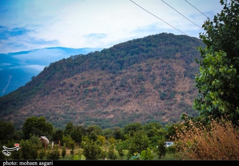 هراس از هجوم "کرم خراط" به توسکاهای میانکاله