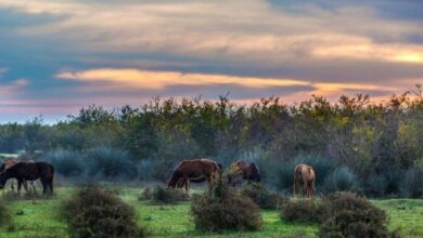 هشدار به طبیعتگردها درباره جابهجایی نوزادان حیوانات