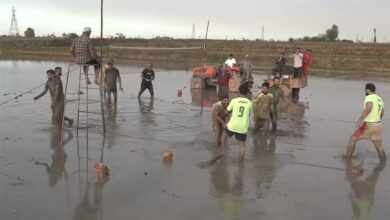 هیجان شالیبال در آمل/ گزارشی از یک روز شالیکاران + فیلم