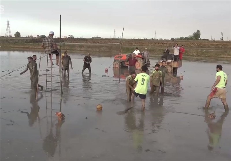 هیجان شالیبال در آمل/ گزارشی از یک روز شالیکاران + فیلم