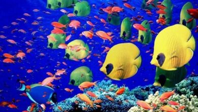 پایانه صادراتی ماهیان زینتی در کاشان ایجاد شد