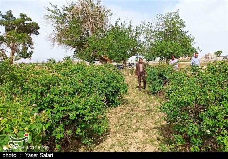 پیشبینی برداشت 140 تن گل محمدی از باغات گناباد