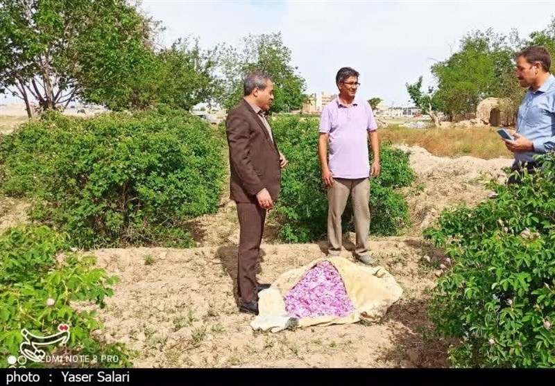 پیشبینی برداشت 140 تن گل محمدی از باغات گناباد
