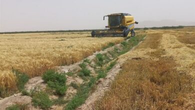 پیشبینی برداشت 6 هزار و 500 تن جو از مزارع گناباد