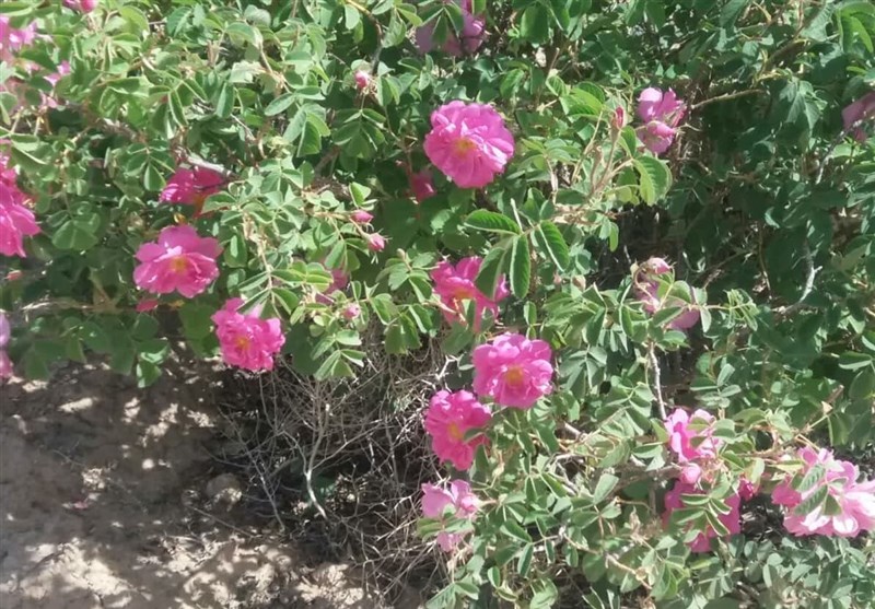 کشت گل محمدی در 357 هکتار اراضی شیبدار ساری