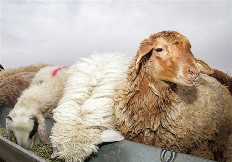 کشف محموله 15 میلیاردی دام قاچاق در بندرخمیر