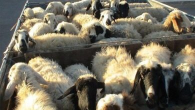 کشف محموله 18 میلیاردی دام قاچاق در آبهای قشم