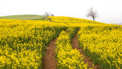 ۸۴ هزارتن دانه روغنی خریداری شد/ پرداخت ۴۰ درصد از مطالبات کشاورزان در روزهای آتی