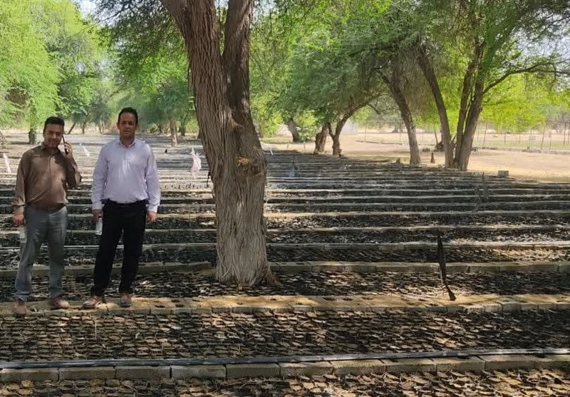 38 میلیون نهال در استان بوشهر کاشته شد