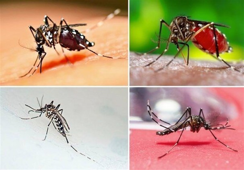 آئدس هنوز در فارس مشاهده نشده است