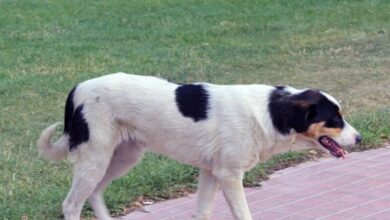 اجرای طرح ضربتی جمعآوری سگهای ولگرد در کرمانشاه